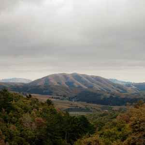 DIRTY PROJECTORS + BJÖRK Mount Wittenberg Orca - Limited Edition Dark Green Vinyl LP - Album - Record Store Day 2023